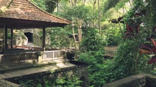 Veduta del santuario della foresta delle scimmie di Ubud — Video Stock