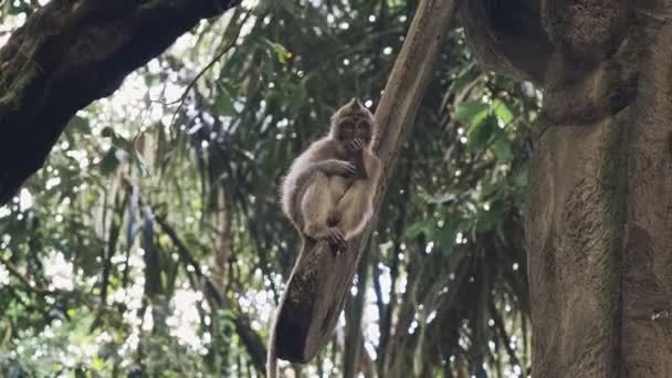 Pequeno macaco sentado na borda da estátua de pedra — Vídeo de Stock