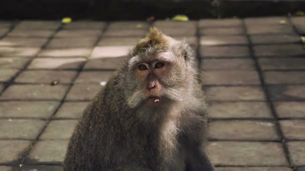 Большой портрет обезьяны, жующий что-то — стоковое видео