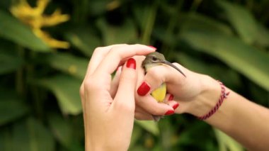 Zeytin destekli sunbird tutan kadının ellerini kapatın