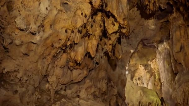 Bats hanging from ceiling of cave — Stock Video