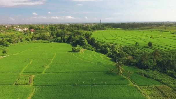 Вид з повітря на дорогу між рисовими полями — стокове відео