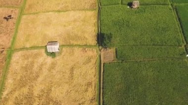 Olgun sarı ve taze yeşil pirinç havadan görünümü