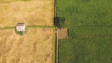 Olgun sarı ve taze yeşil pirinç havadan görünümü