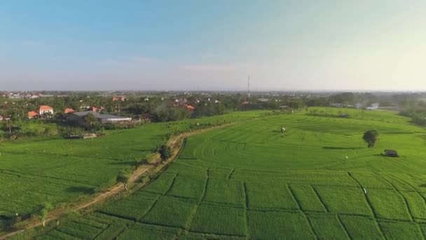 Vista aérea de campos de arroz em Bali, voar para cima — Vídeo de Stock