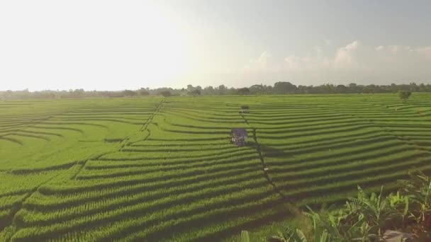 Vista aérea de campos de arroz em terraços em Bali — Vídeo de Stock