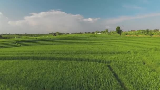Vista aérea de campos de arroz en terrazas en Bali — Vídeos de Stock