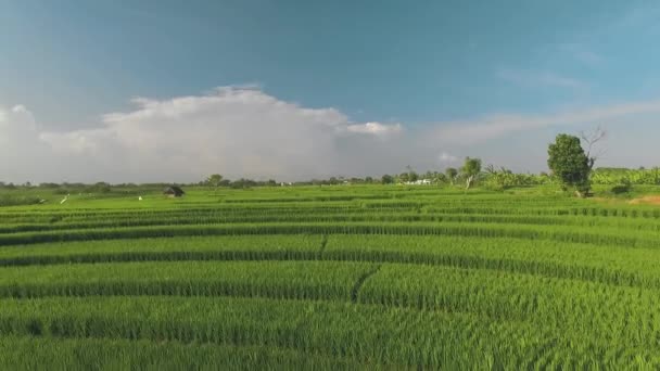 Вид с воздуха на рисовые поля с террасой на Бали — стоковое видео