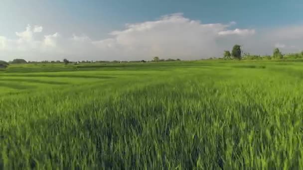 Luftaufnahme terrassenförmig angelegter Reisfelder auf Bali — Stockvideo
