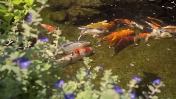 Рыбы кои плавают в маленьком пруду — стоковое видео