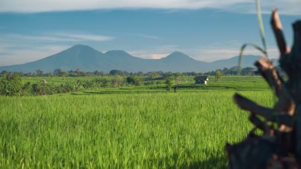 Campo de arroz Canggu con volcán Monte Batur en el fondo — Vídeos de Stock
