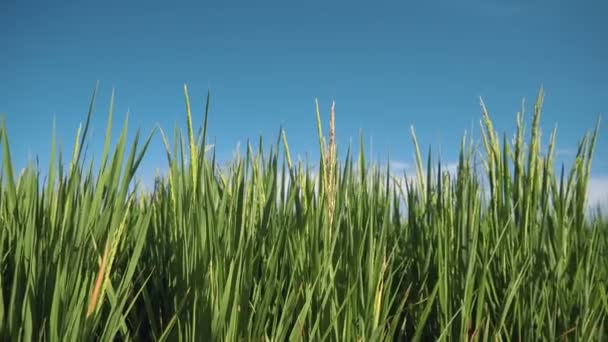 Pirinç çeltik alan Closeup dolly zoom — Stok video