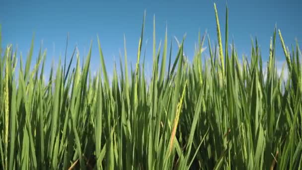 Rice Paddy veld close-up dolly dia — Stockvideo