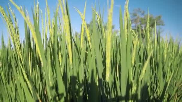 Boneca de arroz Paddy campo Closeup diminuir o zoom — Vídeo de Stock