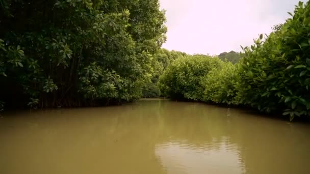 Hutan bakau ayah kebumen dilihat dari perahu — Stok Video