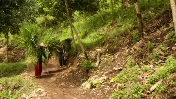 Gente local indonesia llevando hierba en la espalda — Vídeos de Stock