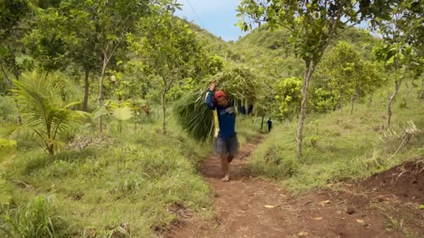 Einheimischer indonesischer Mann trägt Gras auf dem Rücken — Stockvideo