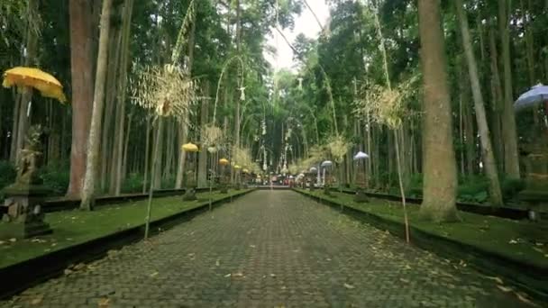 Strada verso il tempio nella foresta delle scimmie di Sangeh — Video Stock