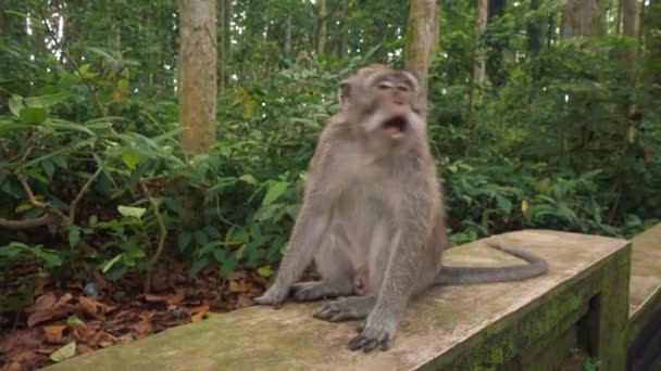 Macaco grande bocejos e arranhões atrás da orelha — Vídeo de Stock