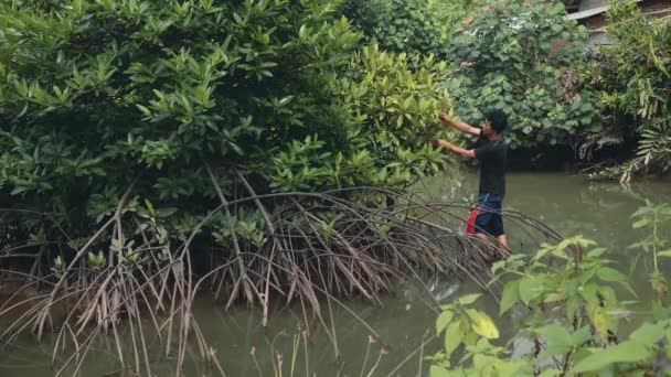 Indonéz ember, picking a bogyók, mangrove fa — Stock videók