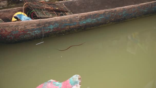 Невелика водна змія плаває біля старого човна — стокове відео