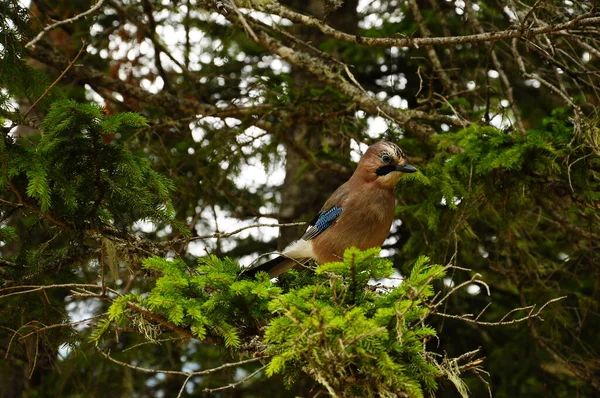 Jay bird in the forest of the Durmitor national Park.Montenegro