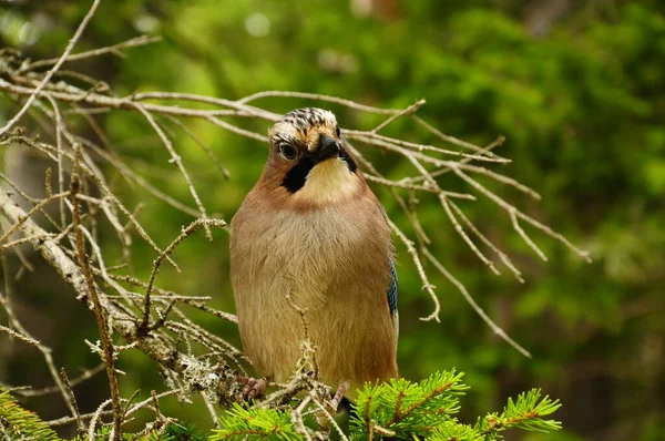 Jay bird in the forest of the Durmitor national Park.Montenegro