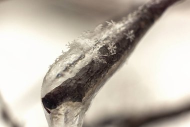 Hafif bir arka planda buzda dallanma yakın planda