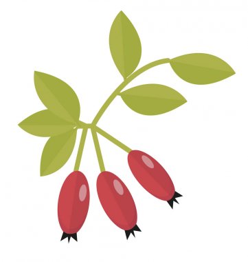 Rosehip ikonu düz ya da çizgi film tarzı. Hawthorn beyaz arka planda izole edildi. Kırmızı sonbahar meyveleri. Vektör illüstrasyonu.