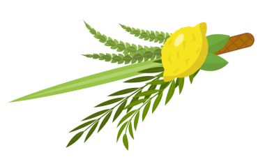 Etrog, lulav, Arava, Hadas 'ın Sukkot otları ve baharatları. Beyaz arka planda izole edilmiş. Vektör illüstrasyonu.
