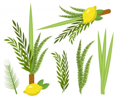 Mutlu Sukkot setleri. Nesnelerin toplanması, Yahudi Tabernacle Şöleni için etrog, lulav, Arava, Hadas 'lı tasarım elementleri. Beyaz arka planda izole edilmiş. Vektör illüstrasyonu.