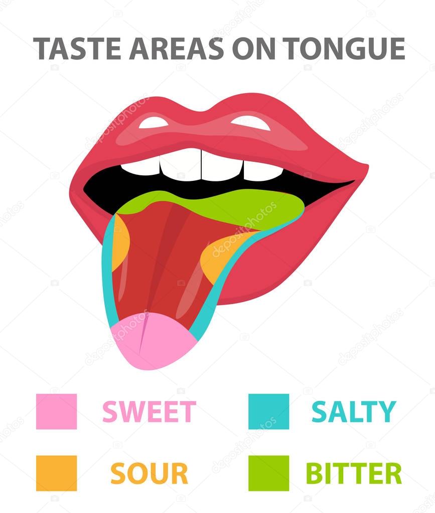 Tongue Map, areas with receptors responsible for taste, flat style. Isolated on white background. sweet, salty, sour, bitter. Vector illustration.