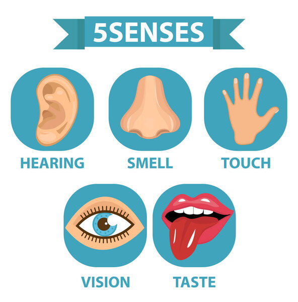 5 senses icon set. Touch, smell, hearing, vision, taste. Isolated on white background. Vector illustration.
