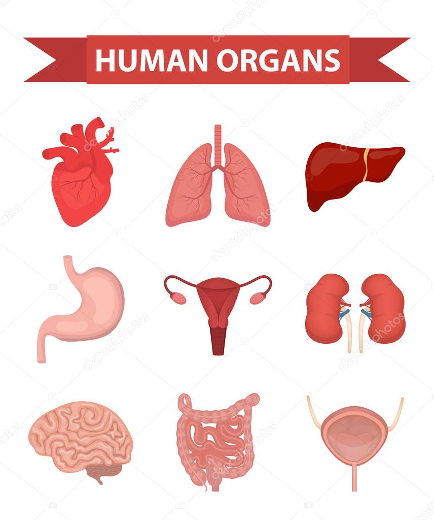 Internal organs of the human icons set, flat style. Collection with heart, liver, lungs, kidneys, stomach, female reproductive system, brain, intestines. Anatomy, medicine, concept. Healthcare. vector