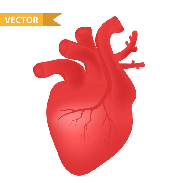 Icona del cuore umano, realistico stile 3d. Organi interni simbolo. Anatomia, cardiologia, concetto. Isolato su sfondo bianco. Illustrazione vettoriale. — Vettoriale Stock