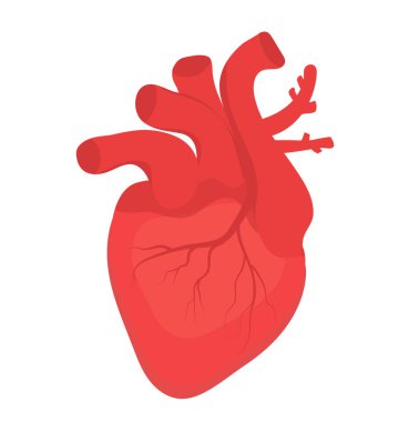 İnsan kalbi ikonu, düz stil. İç organ sembolü. Anotomi, kardiyoloji, konsept. Beyaz arka planda izole edilmiş. Vektör illüstrasyonu.