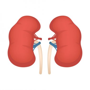 Böbrek ikonu, düz stil. İnsan tasarım elementinin iç organları, logo. Anatomi, tıp konsepti. Sağlık hizmetleri. Beyaz arka planda izole edilmiş. Vektör illüstrasyonu.