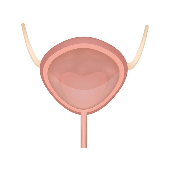 Icona della vescica, stile piatto. Organi interni dell'elemento di design umano, logo. Anatomia, concetto di medicina. Sanita '. Isolato su sfondo bianco. Illustrazione vettoriale. — Vettoriale Stock