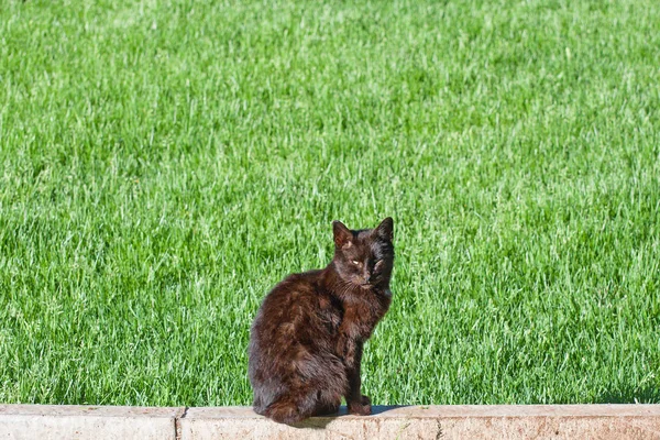 O pisică neagră stă pe o bordură de beton și se basks sub soarele strălucitor pe un fundal încețoșat de iarbă verde . — Fotografie, imagine de stoc