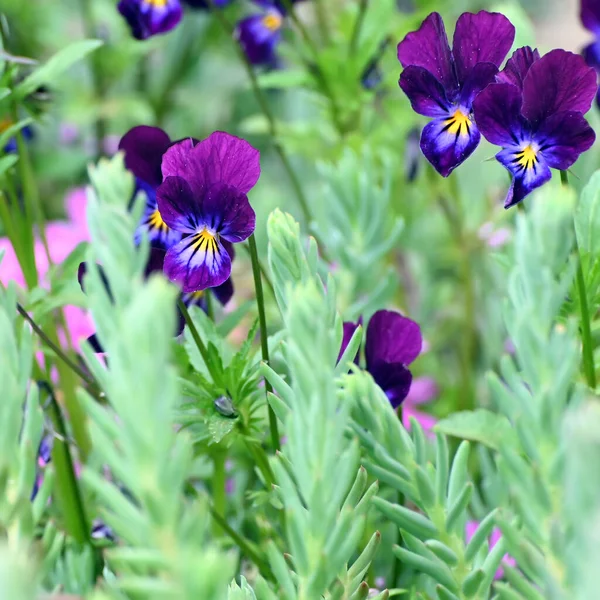 Spring flower background with pansies. — Stock Image Spring Flower Background Pansies Stock Picture
