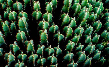 Çivili kaktüs, beyaz taşlarda makro.