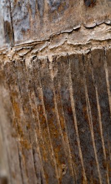 Palmiye ağacı gövdesini kapatın.