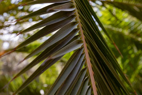 Palmblad van dichtbij — Stockfoto