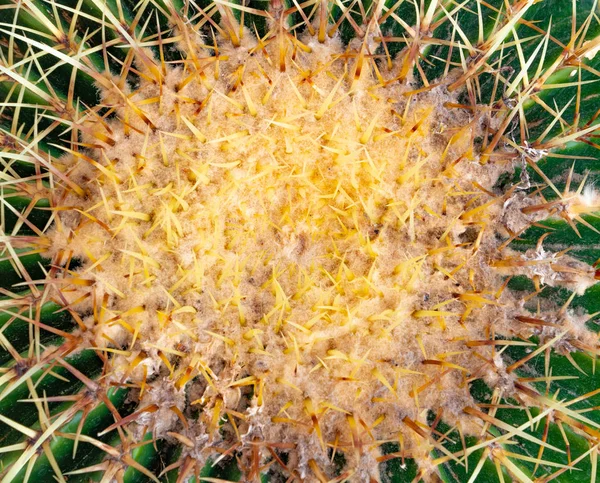 Zbliżenie zielonego kaktusa baryłkowego od góry — Zdjęcie stockowe