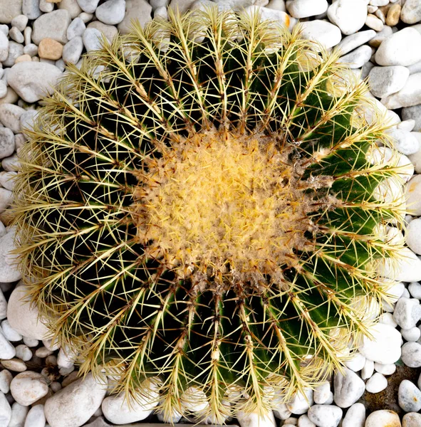 Zielony kaktus baryłkowy od góry — Zdjęcie stockowe