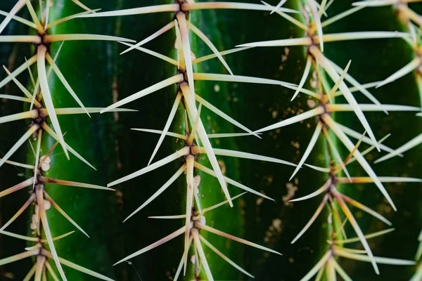 Zielony kaktusy z kolcami widok makro — Zdjęcie stockowe