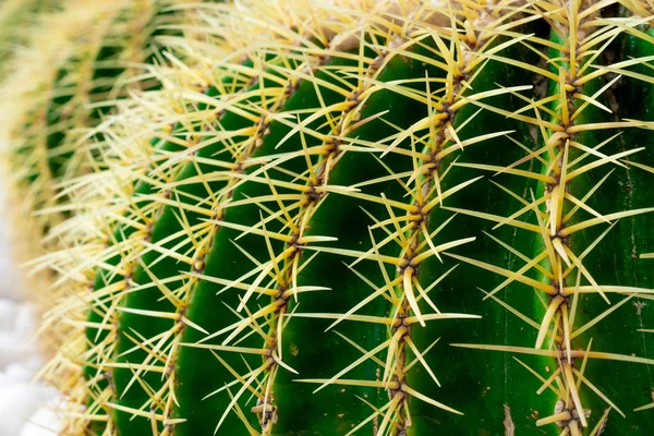 Makro z zielonym kaktusem z kolcami — Zdjęcie stockowe