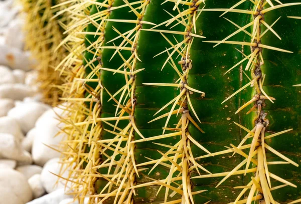 Makro kaktusowe na białych kamieniach — Zdjęcie stockowe