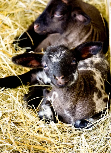 Agneau noir couché sur la paille Photo De Stock