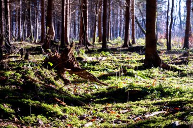 Orman ağaçları ve eski ağaç gövdesi